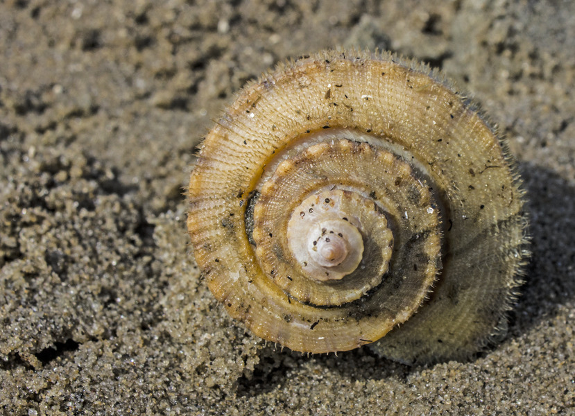 Gastropoda