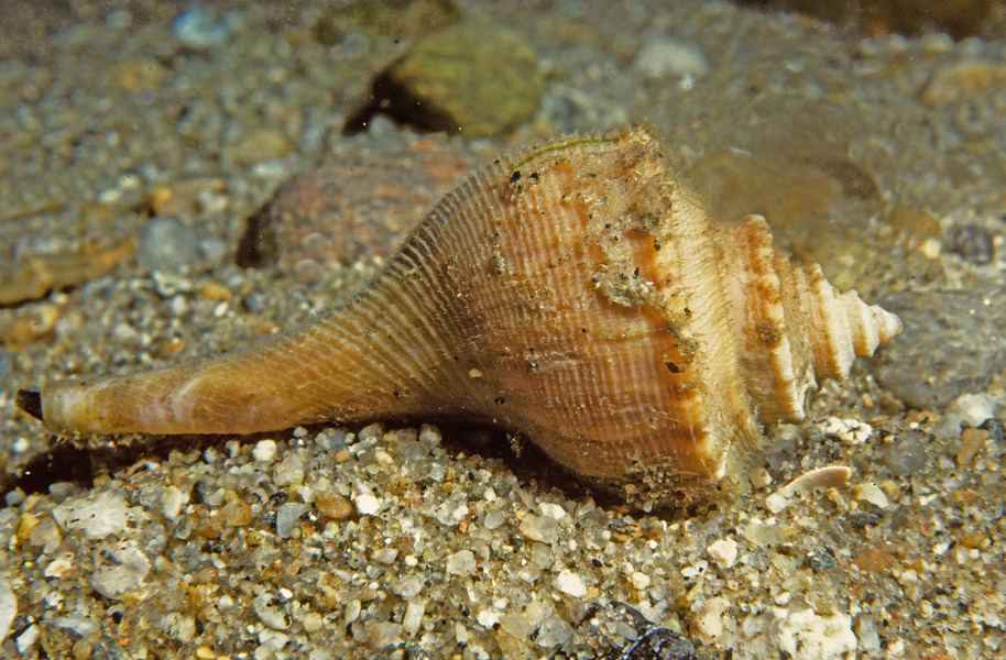 Busycotypus canaliculatus