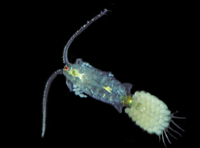 Photo of Calanidae