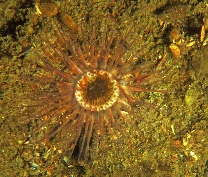 8_Ceranthid_anemone_Ceriantheopsis_americana_LIS