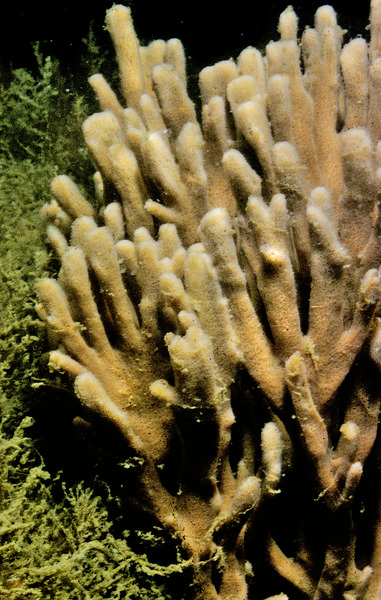 Porifera