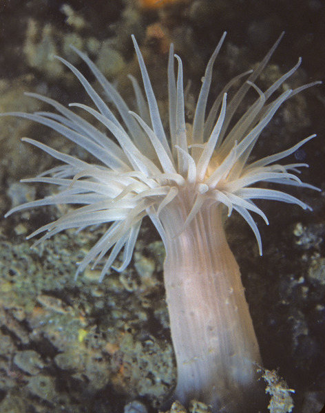 6_White_Ghost_anemone_Diadumene_leucolena