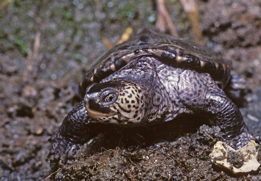 Malaclemys terrapin