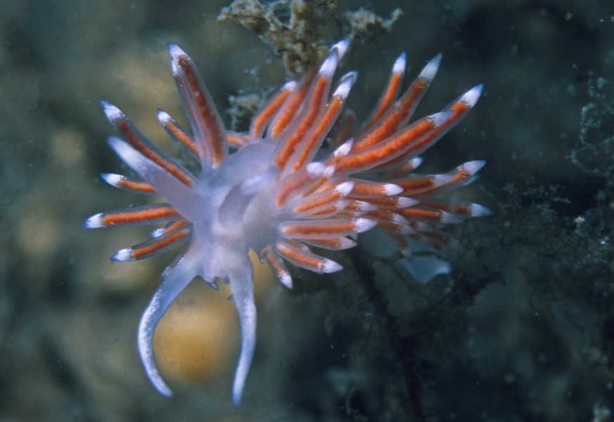 Nudibranchia