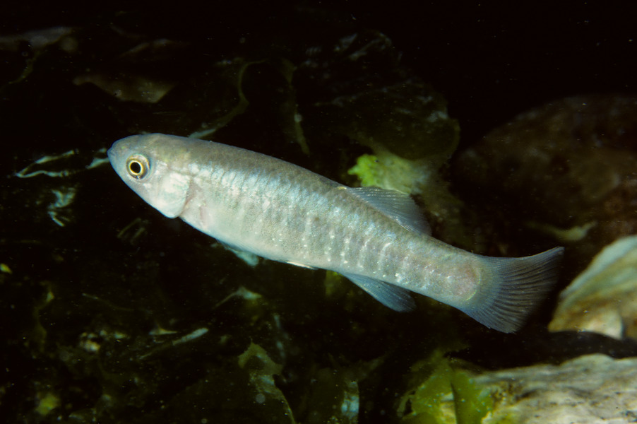 Fundulus heteroclitus