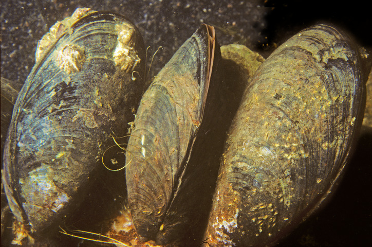 Photo of Mytilus edulis