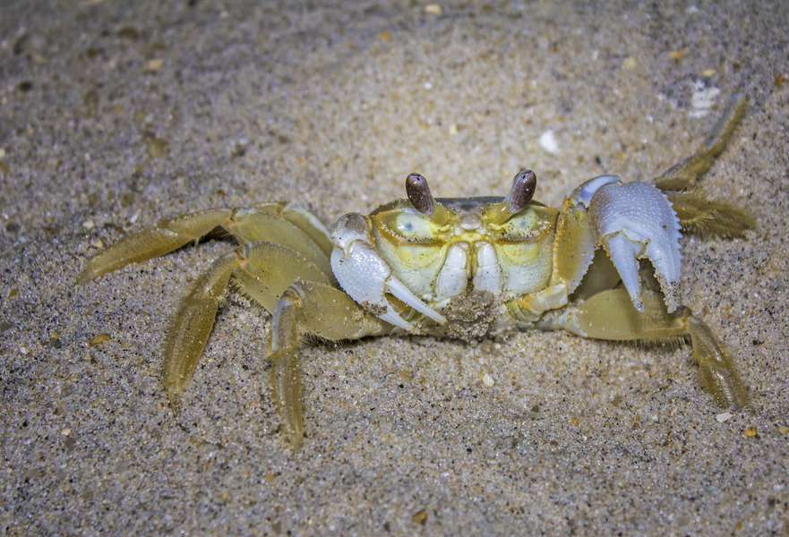 76_Atlantic_ghost_crab_Ocypode_quadrata_DE_Seashore_State_Park