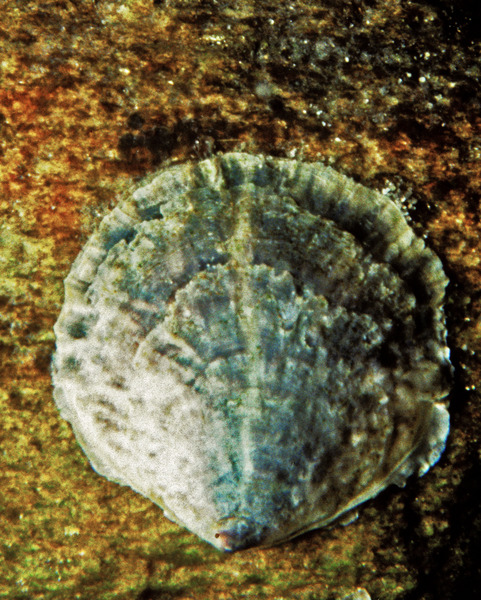 Crassostrea virginica