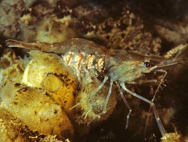 66_Brackish_grass_shrimp_Palaemonetes_intermedius_female_with_eggs