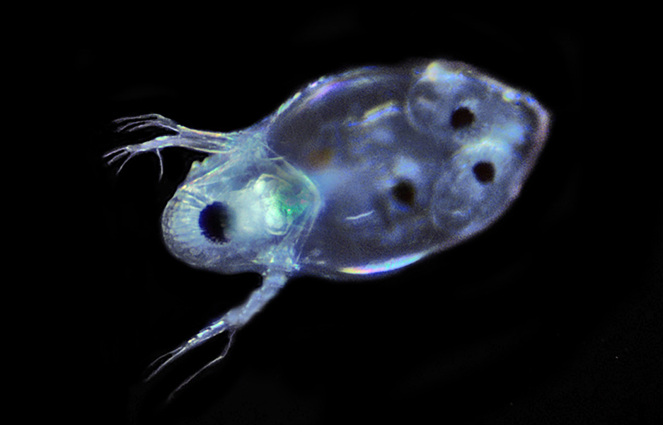 269_Water_flea_Evadne_nordmanni_with_embryos