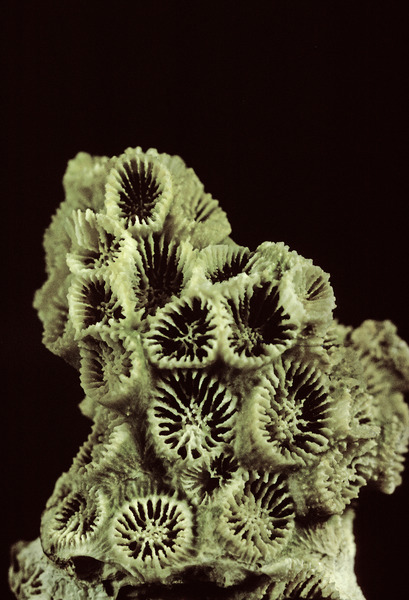 Scleractinia