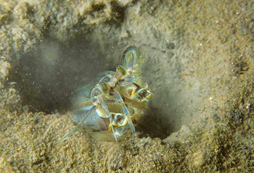 93_Mantis_shrimp_Squilla_empusa_emerging_from_its_burrow_Fishers_Island_Sound
