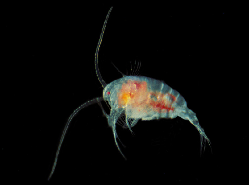 256_Calanoid_copepod_Temora_longicornis