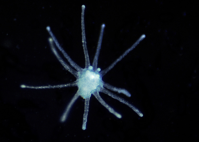 Hydrozoa