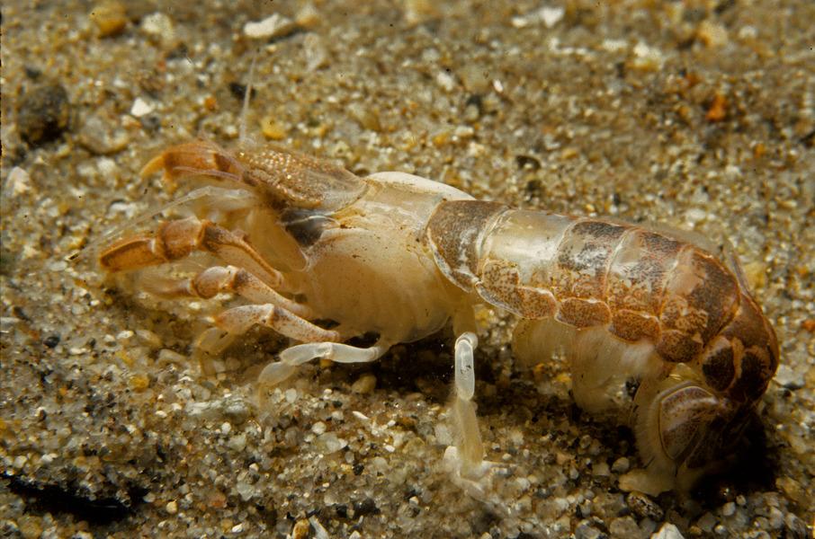 Upogebia affinis