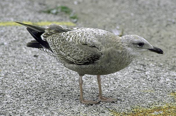 Larus argentatus