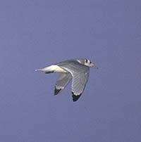 Laridae