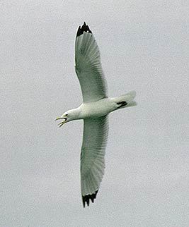 Laridae