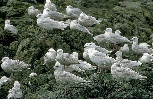 Charadriiformes