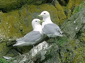 Charadriiformes