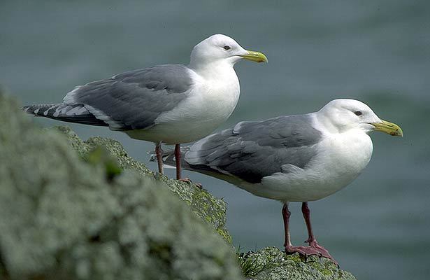 Larus glaucescens