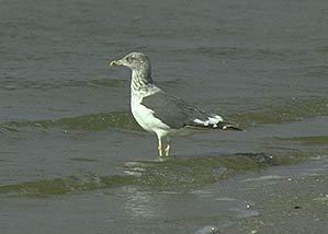 Charadriiformes