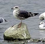 Larus fuscus