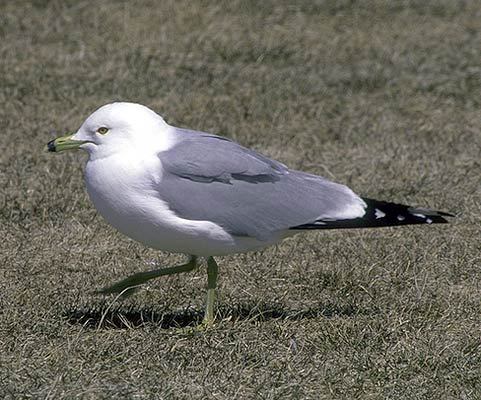 Larus