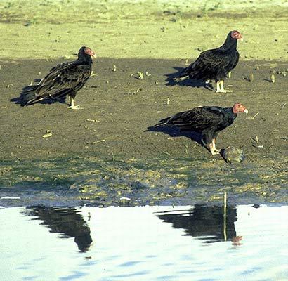 Cathartes aura