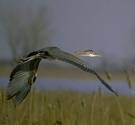 Ardea herodias