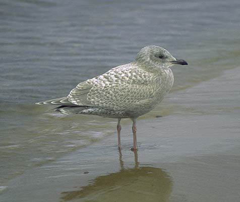 Larus thayeri