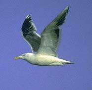 Laridae