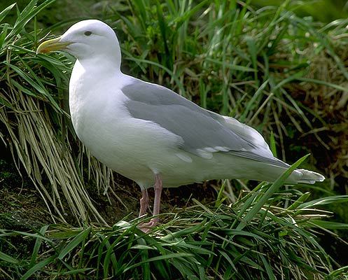 Laridae