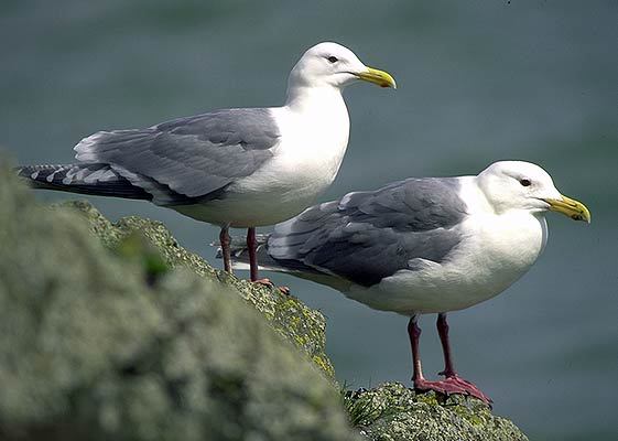 Charadriiformes