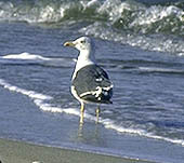 Laridae