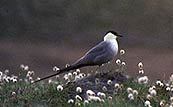 Charadriiformes