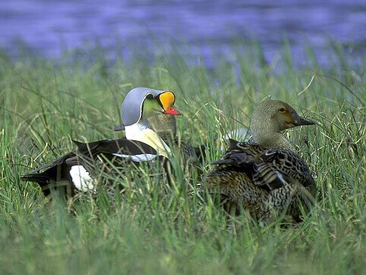 Anseriformes