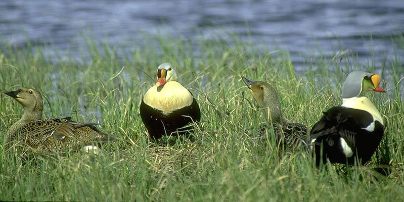 Anseriformes