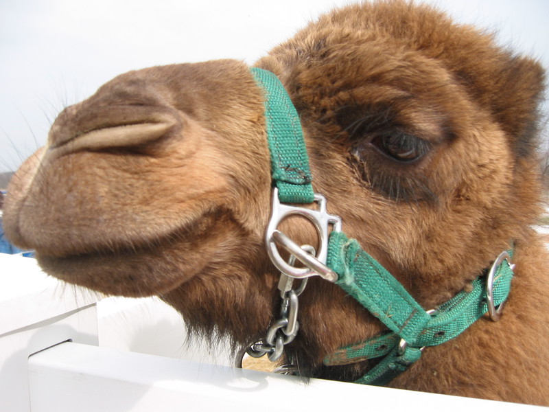 camel_close