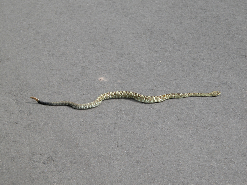 Crotalus molossus