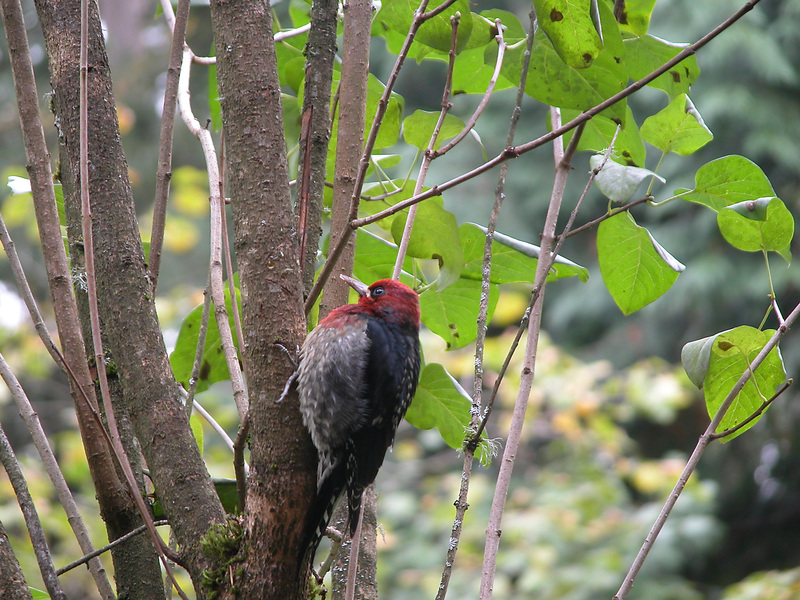 Sphyrapicus ruber