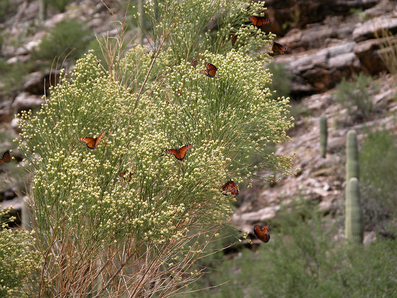 Lepidoptera