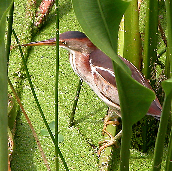 Ciconiiformes