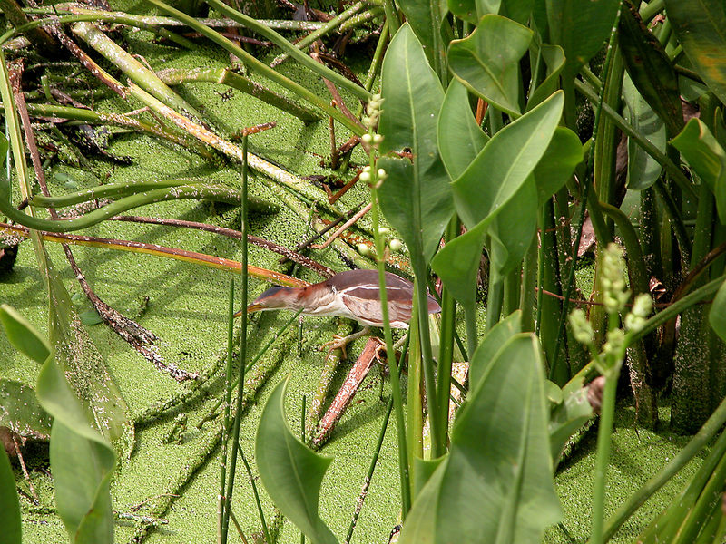 Gnathostomata