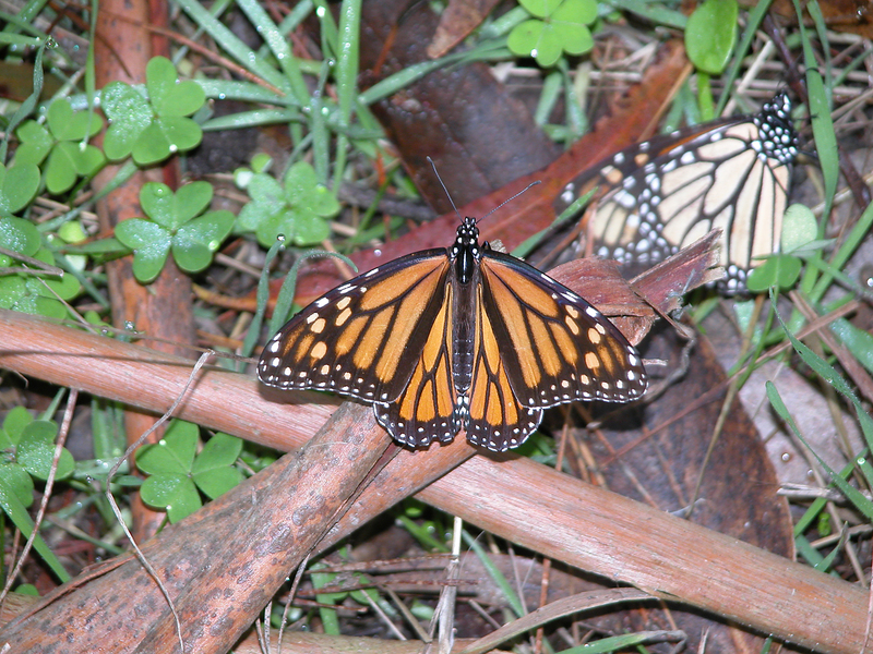 Danaus plexippus