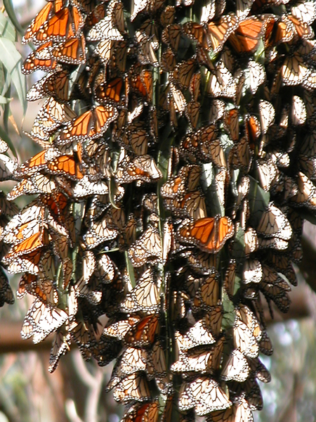 Danaus plexippus