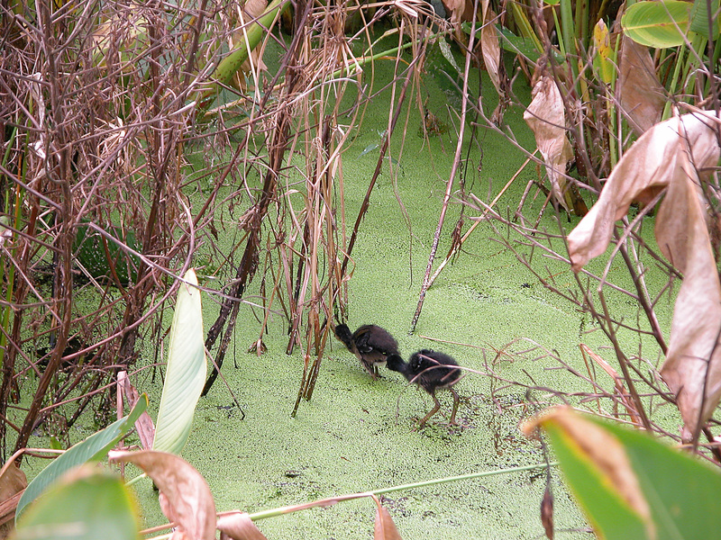 Porphyrio martinica