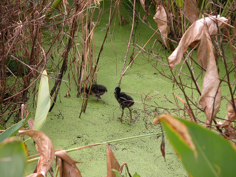 Porphyrio martinica