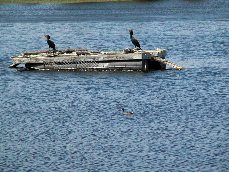 Phalacrocorax auritus