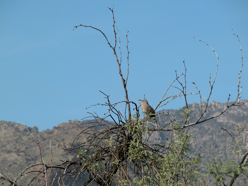 Passeriformes